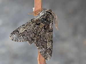 Biston strataria