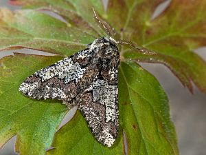 Biston strataria