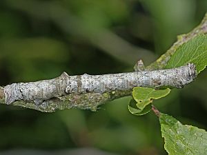 Biston strataria Raupe