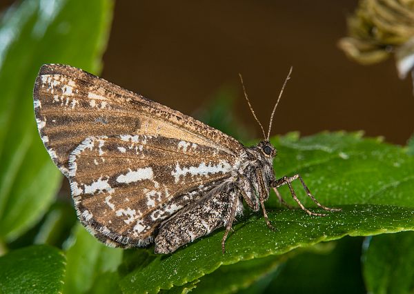 Bupalus piniaria