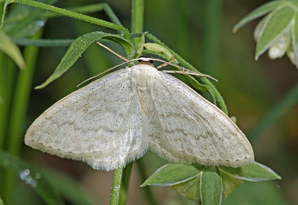 Cabera exanthemata