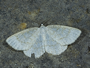 Cabera exanthemata