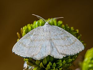 Cabera exanthemata