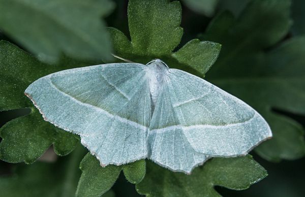 Campaea margaritata