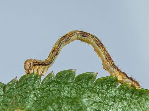 Campaea margaritata