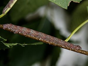 Campaea margaritata