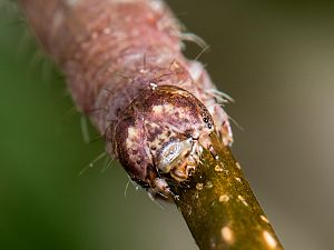 Campaea margaritata