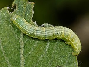 Camptogramma bilineata