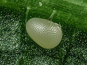 Catarhoe cuculata