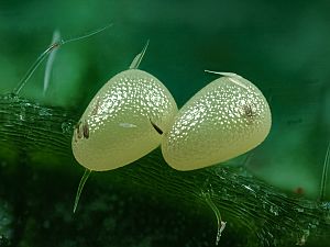 Catarhoe cuculata