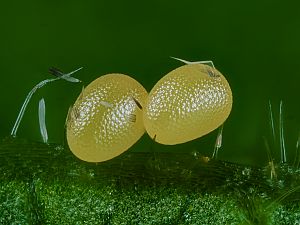 Catarhoe cuculata