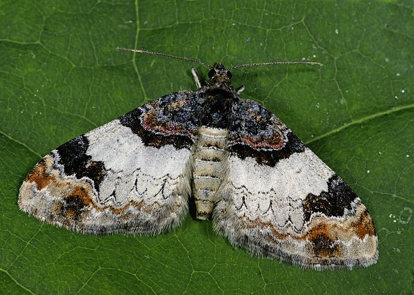 Catarhoe cuculata