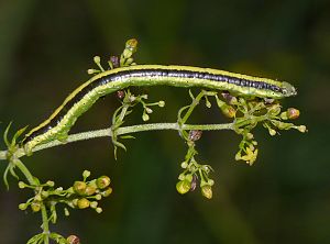 Catarhoe griseata