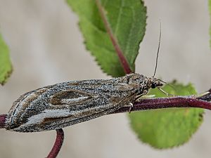 Chesias legatella