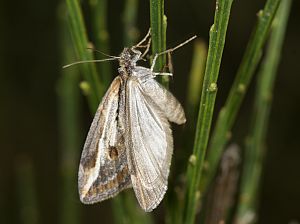 Chesias legatella