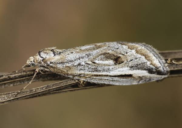 Chesias legatella