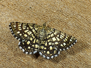 Chiasmia clathrata