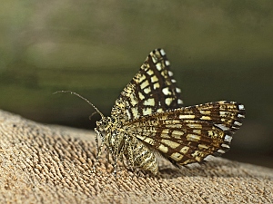 Chiasmia clathrata