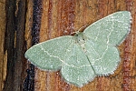 Chlorissa viridata