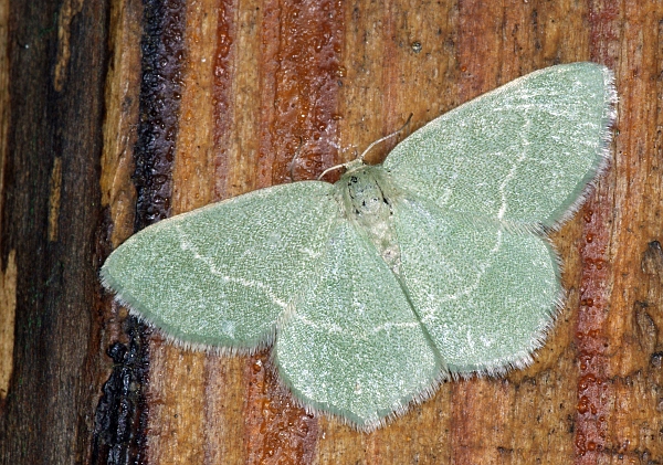 Chlorissa viridata