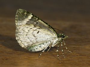 Chloroclysta siterata