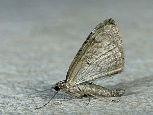 Chloroclysta siterata