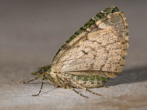 Chloroclysta siterata