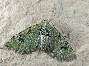 Chloroclystis v-ata