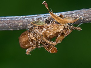 Comibaena bajularia