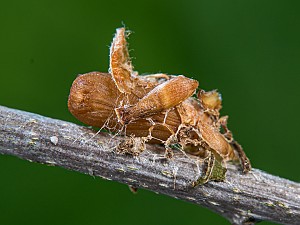 Comibaena bajularia