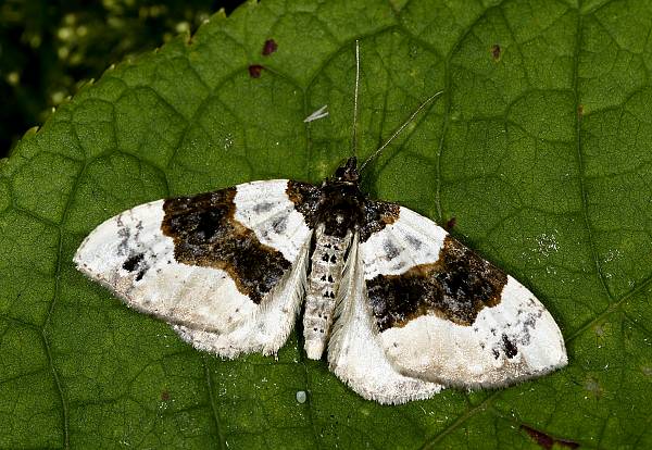 Cosmorhoe ocellata