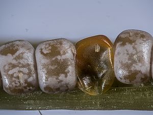 Crocallis elinguaria Ei