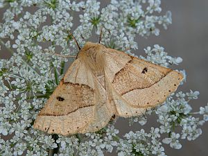 Crocallis elinguaria