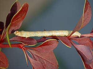 Cyclophora albipunctata