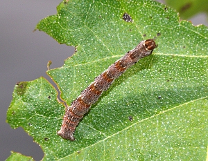 Cyclophora albipunctata