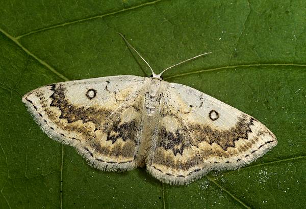 Cyclophora annularia