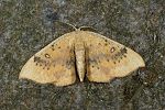 Cyclophora lennigiaria