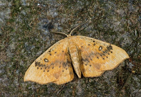 Cyclophora lennigiaria