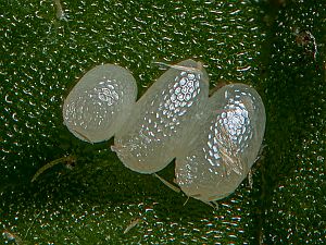 Cyclophora linearia