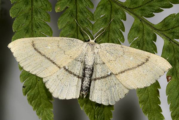 Cyclophora linearia