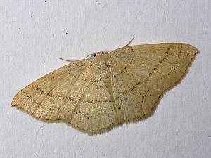 Cyclophora linearia