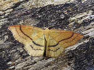 Cyclophora linearia