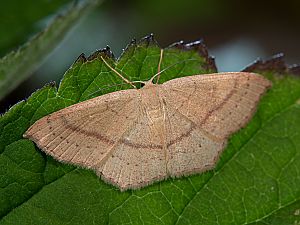 Cyclophora linearia