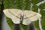 Cyclophora linearia