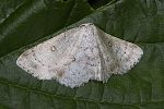 Cyclophora pendularia