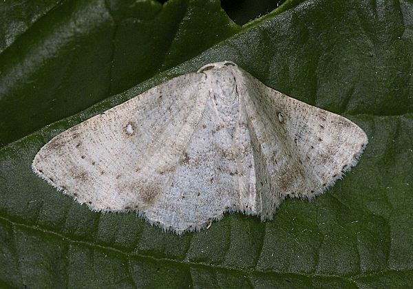 Cyclophora pendularia