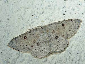 Cyclophora porata