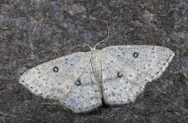 Cyclophora porata