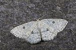 Cyclophora porata