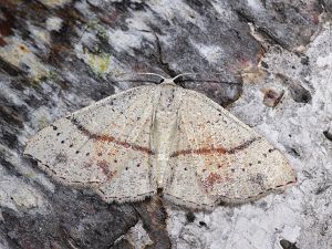 Cyclophora punctaria